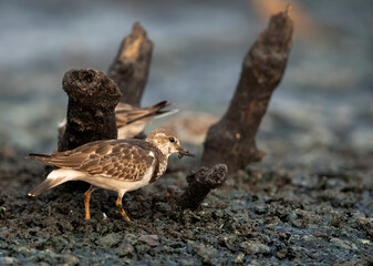 Ruddy Turnstone feeding at Tubli bay , Bahrain