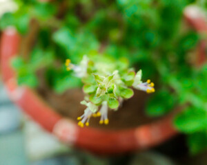 Ocimum tenuiflorum
