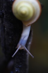 A snail close up image