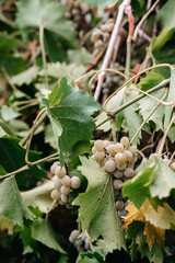 Vertical photo with growing grapes. Georgian vineyards and wineries. A bunch of ripe white grapes hangs on a green vine. Fresh autumn yellow grapes, harvest.