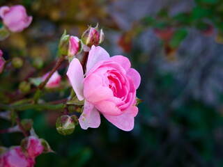 Pikne Rose - Makro