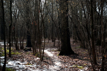 Fototapeta premium winter path in the forest, Moscow