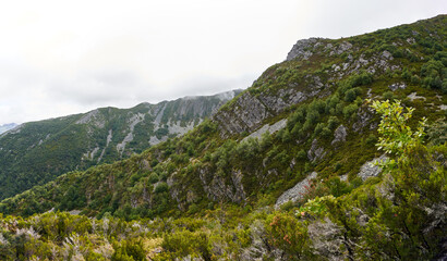 beautiful panoramic view of a mountain with a plant in the foreground in Asturias, Spain