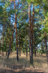 Big pine tree in the autumn forest. Sunlight on conifers