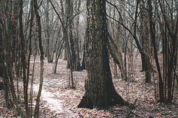 winter path in the forest, Moscow