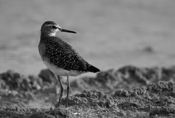 Marsh Sandpiper at Asker Marsh, Bahrain