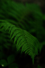 green fern leaves