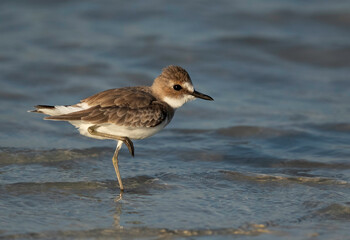 Greater sand plover fluffing, Bahrain