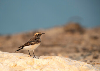 Pied wheatear perched on limestone rock, Bahrain