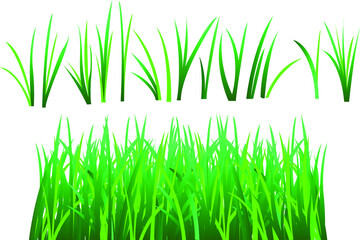 Fototapeta premium green grass isolated on white