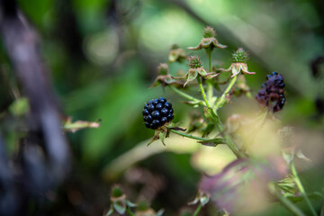 Fototapeta na wymiar Blackberry (Rubus fruticosus), also known as Bramble, fruits ripen on a bush branch. Selective focus. Blurred background. Theme of fresh organic food.