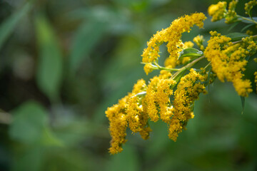 View of Solidago altissima, the Canada goldenrod or late goldenrod, flowers on the meadow in summer. Blurred background. Selective focus. State flower of the U.S. states of Kentucky and Nebraska.