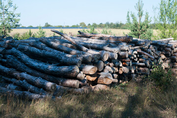 The firewood is on the pile. Cut trees in the forest