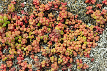 Close up of delicate berries on the ground