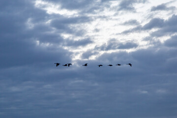 Fototapeta na wymiar Geese in Flight
