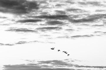 Geese in Flight