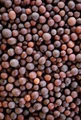 super macro shot of exotic spice brown mustard from India in details vey close. Ideal food spice background