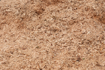 Top view. Saw dust texture, close-up background of yellow sawdust.