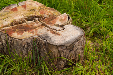 stump on green grass or garden