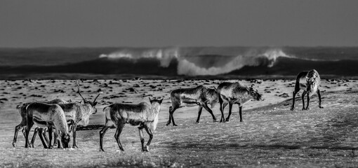 reindeers on the beach