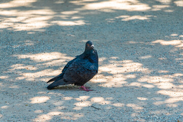 Pigeon on the ground in the park on a sunny day