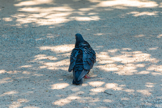 Pigeon on the ground in the park on a sunny day