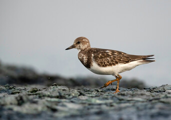 Ruddy Turnstone on walk at Tubli bay , Bahrain