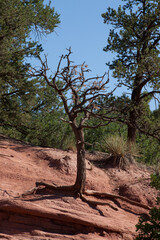 Dead tree on a dirt Bank