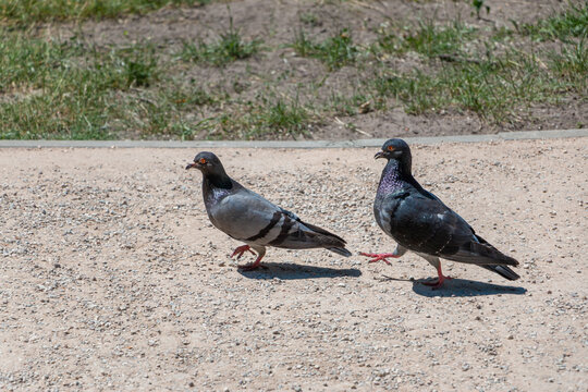 Pair of walking pigeons on the ground in the park on a sunny day