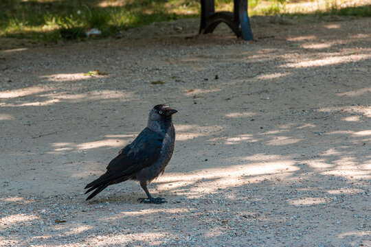 Black crow on the ground in the park on a sunny day