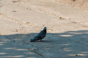 Pigeon on the ground in the park on a sunny day
