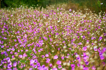 Fototapeta premium beautiful summer landscape with pink wild flowers