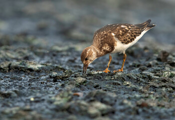 Closeup of Ruddy Turnstone feeding at Tubli bay , Bahrain