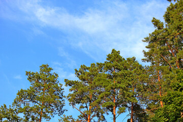 pine forest on a background of blue autumn sky