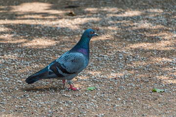 Pigeon on the ground in the park on a sunny day