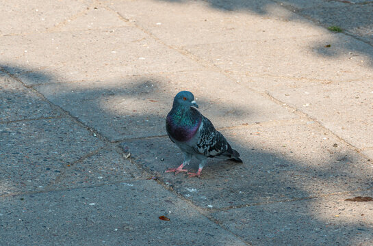 Pigeon on the ground in the park on a sunny day
