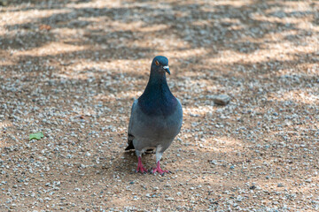 Pigeon on the ground in the park on a sunny day