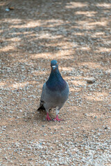 Pigeon on the ground in the park on a sunny day
