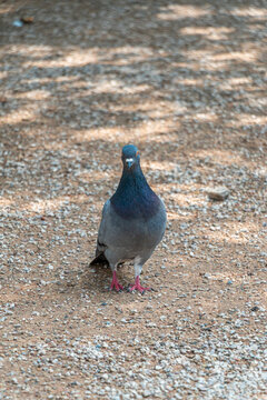 Pigeon on the ground in the park on a sunny day