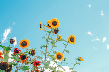 Cute beautiful yellow sunflower heads over blue sky. Flower heads growing on stems with leaves....