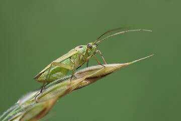 Plant bug (Stenotus binotatus), family Miridae on grass flowers in a meadow. Netherlands, July 