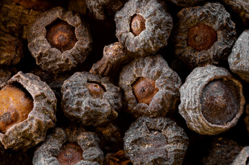 Cinnamon sticks isolated on white background closeup. Canella spice. Aromatic condiment background. Flat lay, top view.