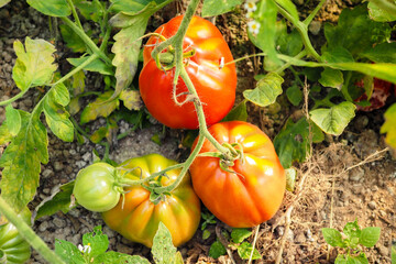 Fresh ripe red tomatoes plant growth in organic greenhouse garden ready to harvest, selective focus