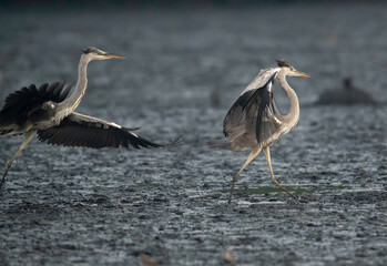 Grey Heron territorial fight at Tubli Bay, Bahrain