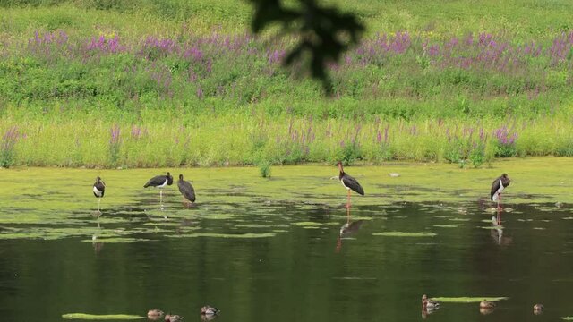 F&uuml;nf Schwarzst&ouml;rche (Ciconia nigra) am Edersee