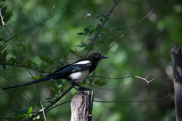 bird perched on a fence post