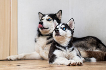 Portrait two husky dogs resting at home on floor. Husky and husky puppy lie on the floor and look up