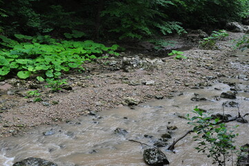 vegetable garden in the garden