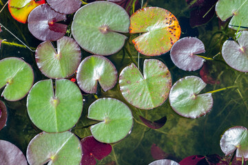 Nymphaeaceae, Lily pads water leafs seen from the top
