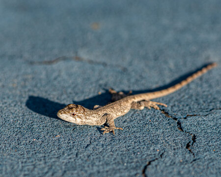 Brazilian Gecko lizard close up detailed